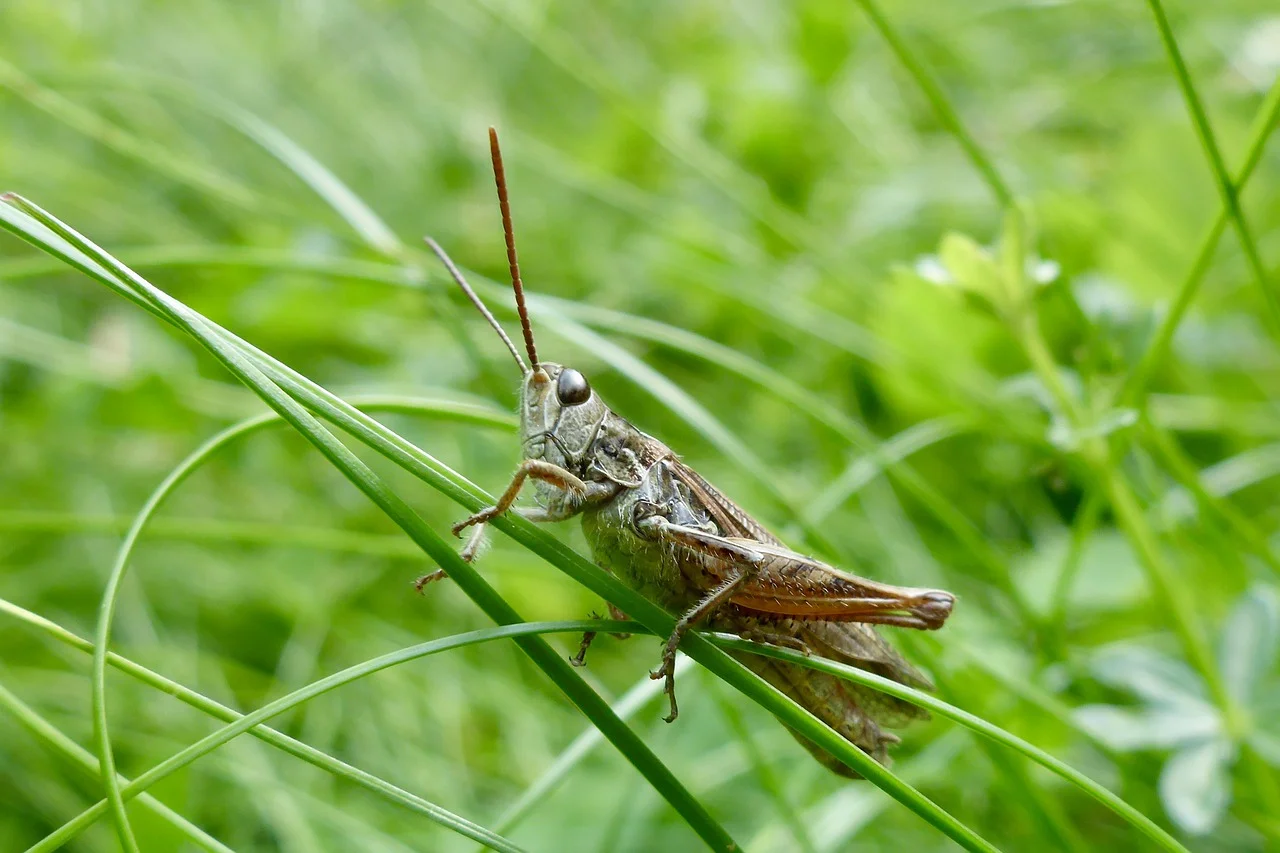 The Inchworm & The Grasshopper. An ADHD Fable